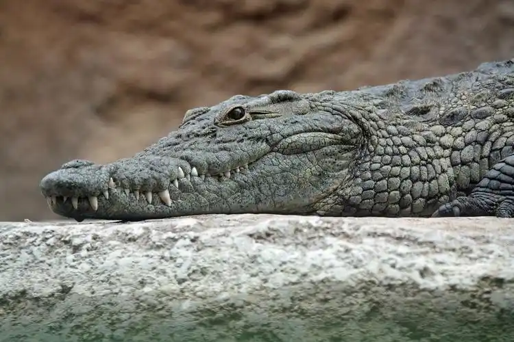 west bank settlement in bid to get rid of hundreds of crocodiles