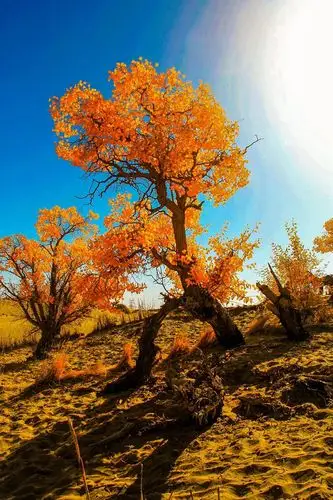 中国最美六大胡杨林,上帝赐予最美的秋色-旅游资讯-旅游先遣队-杭州19