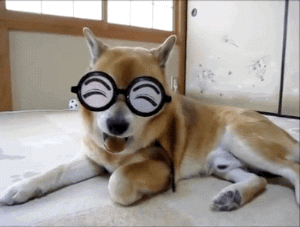 很嗨gif搞怪gif逗乐gif可爱gif毛茸茸gif搞怪gif狗狗gif