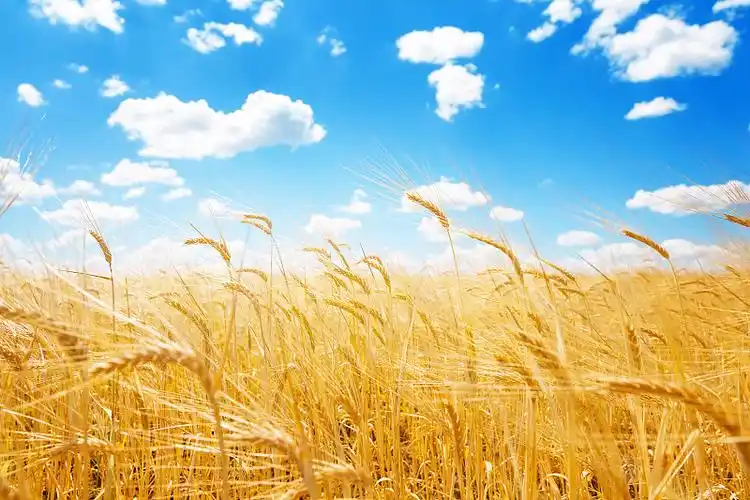 金色的麦穗在蓝天白云的映衬下,拉近.图片下载