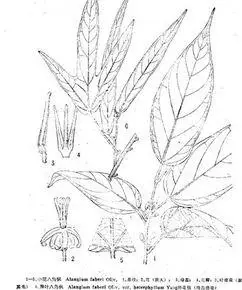 小花八角枫|5|23