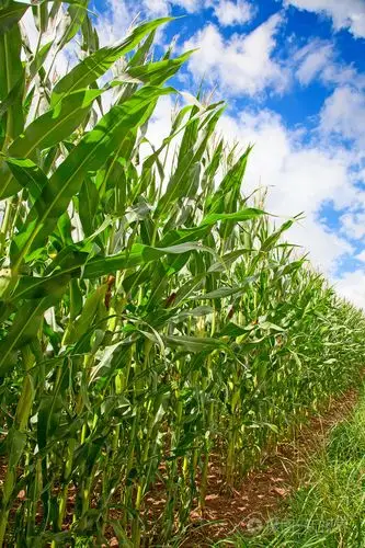 玉米田在蓝蓝的天空下