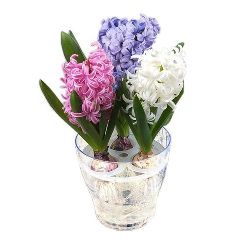 风信子种球水培风信子玻璃瓶洋水仙绿植花卉盆栽郁金香百合花种子