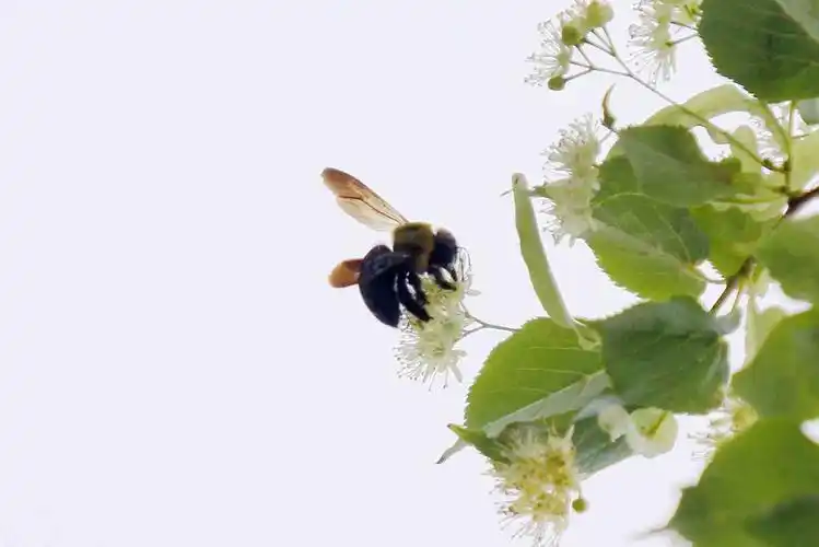 蜂与椴树花