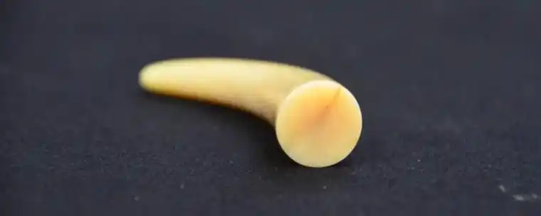 抹香鲸牙和佩戴功效