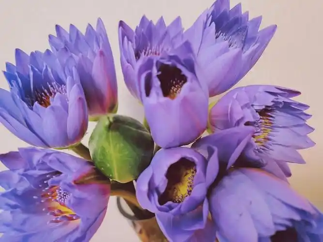 紫色睡莲 用手一颗一颗剥开挺有意思的