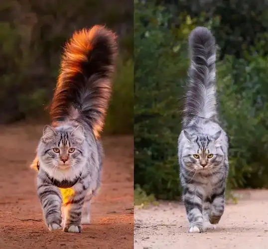 大尾巴西伯利亚森林猫可萌可霸气简直是行走的鸡毛掸子啊