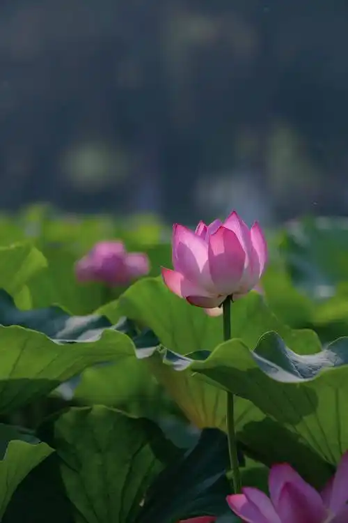 柘城县:夏日荷花别样红