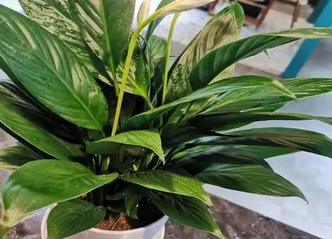 白掌喜光吗 - 花卉种植 - 四季盆栽