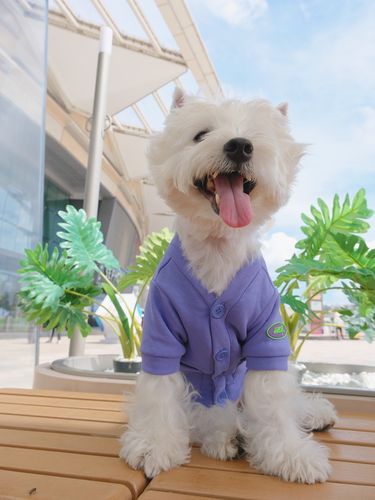 宠物秋冬加绒纯色开衫橙色紫色狗衣服加厚保暖纯棉西高地法斗休闲