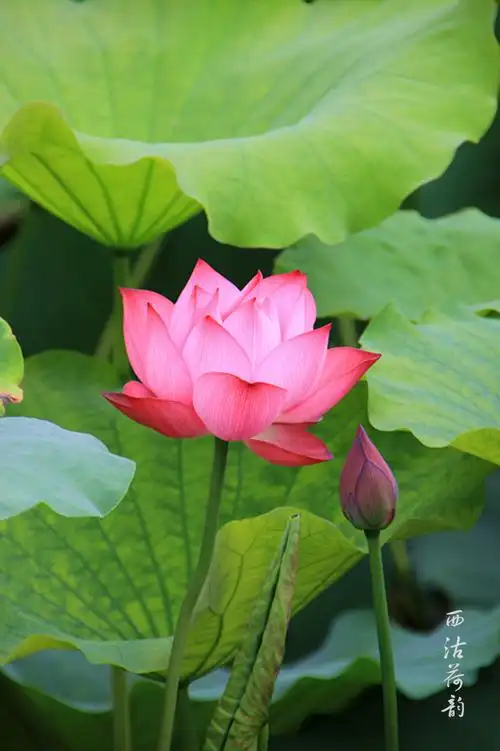 头一次拍荷花,请批评指正