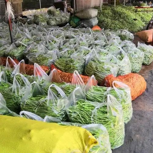 精品蔬菜大量收购代收豆角辣椒西红柿