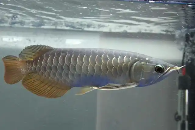 银龙鱼一般是喜欢开灯还是不开灯的环境?