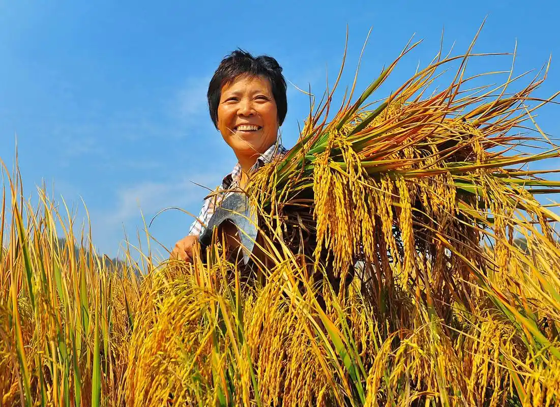 如何实现在2023年达到"千亿斤"粮食产量的目标