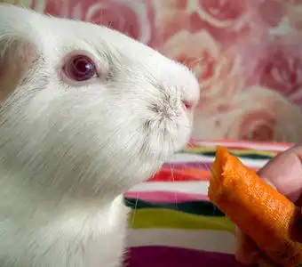 荷兰猪吃胡萝卜图片