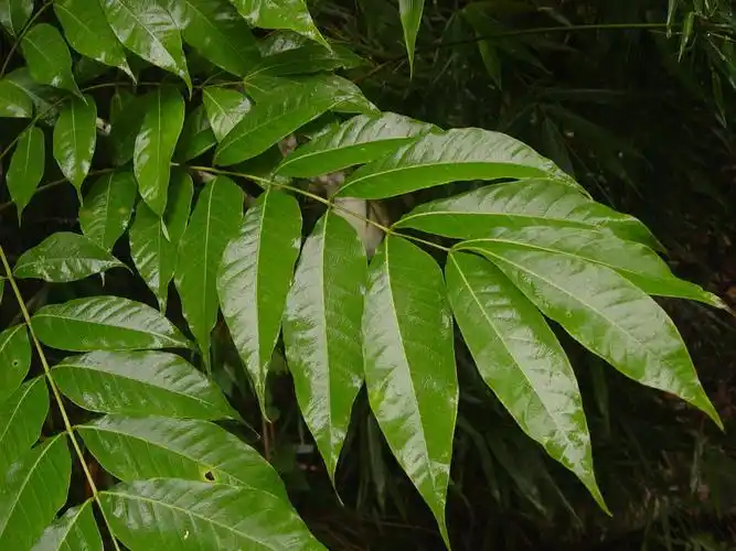 怎样鉴定羽状复叶植物的营养体