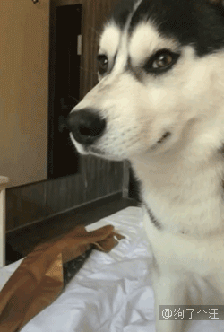 二哈吵醒主人被骂,没想到居然哭了.