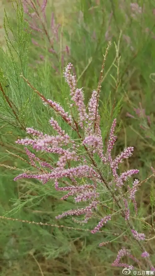 一日一花:多枝柽柳,别名红柳,三春柳,观.