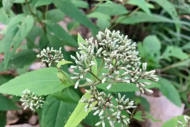 六月雪的功效与作用(六月雪的功效与作用禁忌)_植物知识网