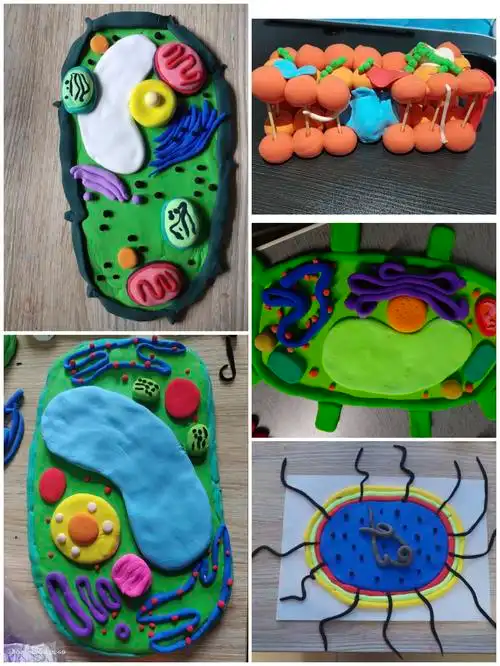 她表示,此次生物模型制作,应秉承"教具优先,娱乐在后"的原则,所