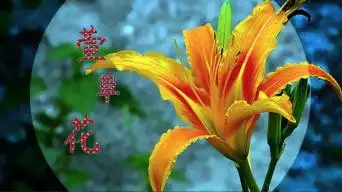 74萱草花视频背景音乐_4096x2160_高清视频素材下载(编号:5993813)