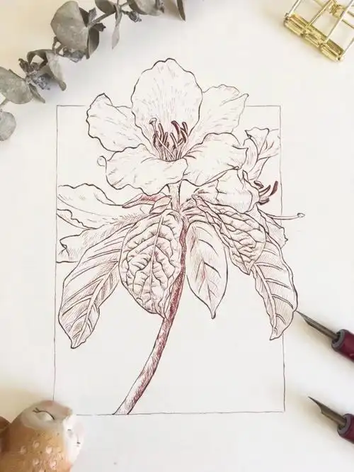 钢笔速写的魅力杜鹃花