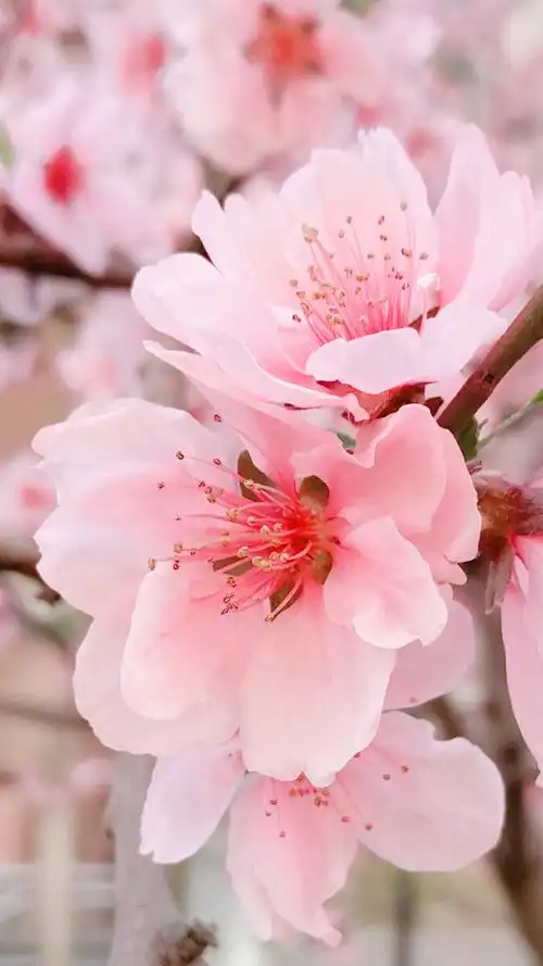 又是一年春来到桃花朵朵开