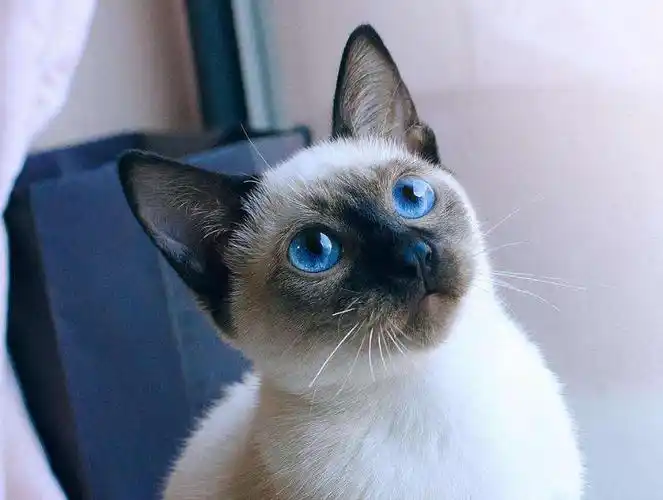 泰国暹罗猫多少钱(猫中之狗) - 价格百科