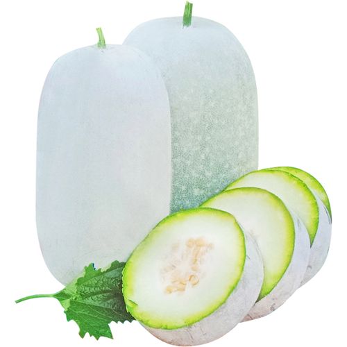 冬瓜种春秋季粉皮白皮种籽爬藤阳台盆栽菜种家庭园艺种子