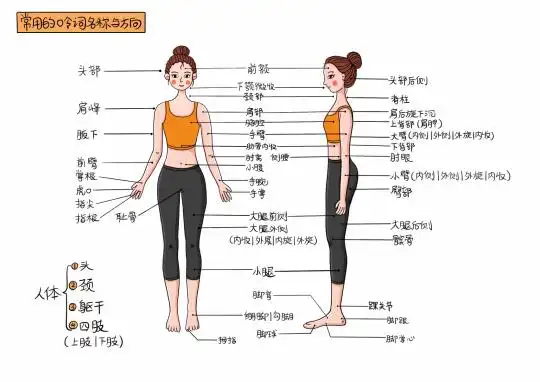 身体各部位的名称