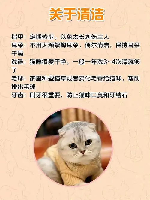 饲养攻略7199|英短银渐层怎么养?