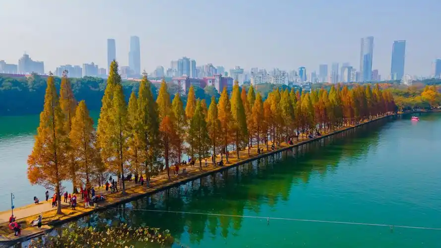 4k长沙烈士公园的冬日水杉,像极了一幅风景画