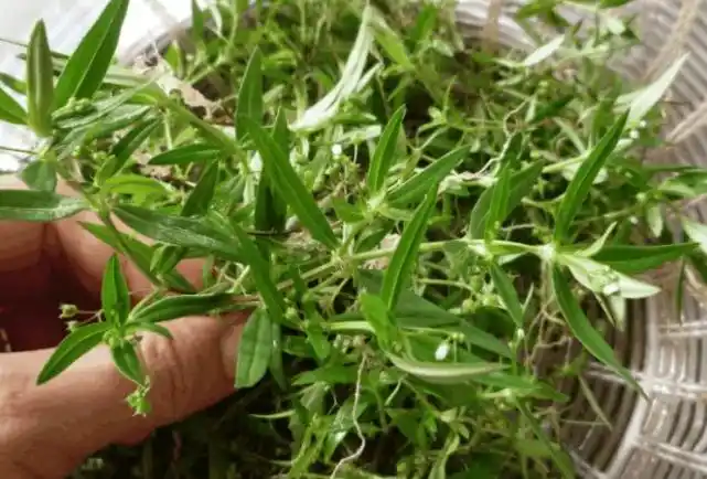 白花蛇舌草的功效与作用(3种毒蛇害怕的植物) - 行就行