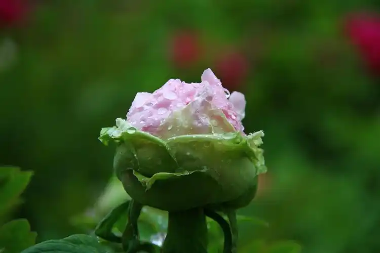 牡丹花洛阳牡丹甲天下牡丹花图片集我们一起看牡丹