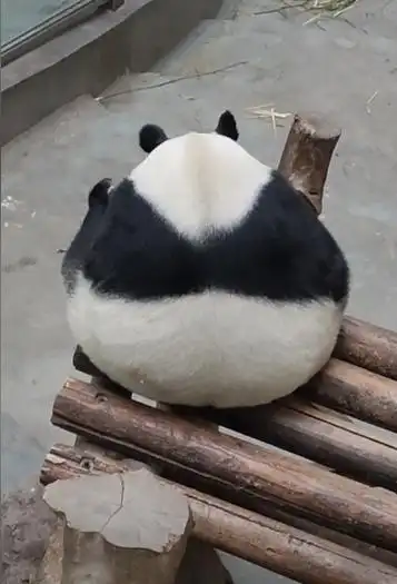 福宝与吴奶爸##福宝诞生的百日守护神#  2020年7月20日福宝出生前