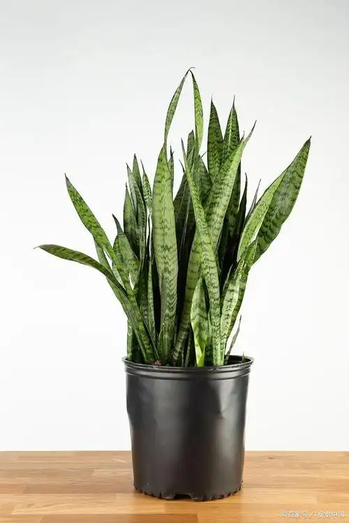 水培虎皮兰是一种常见的室内绿植,它以其美丽的叶片和耐阴的特性备受