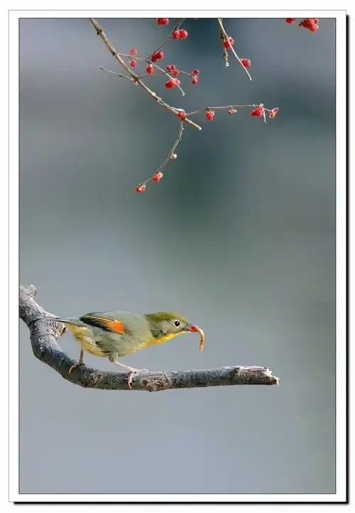 小鸟儿叼虫-中关村在线摄影论坛