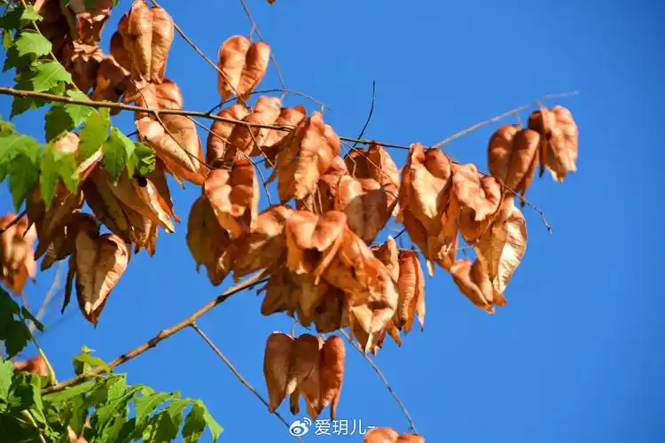 栾树果实,原创拍摄