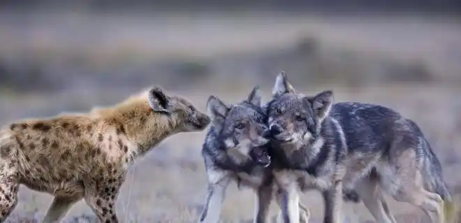 狼的配偶仅有一个,为什么狗却有那么多配偶?该好好反思一下了
