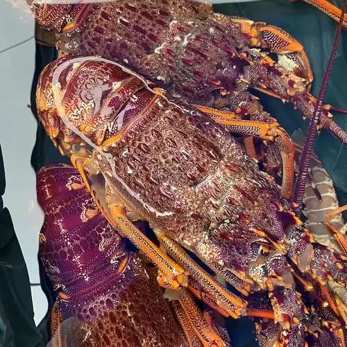 澳龙活冻特大澳洲龙虾红龙奥龙广州黄沙鲜活冷冻海鲜批发酒楼商用