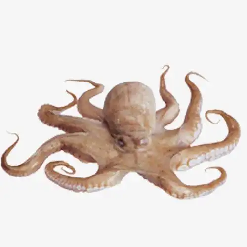 八爪章鱼鱿鱼png素材