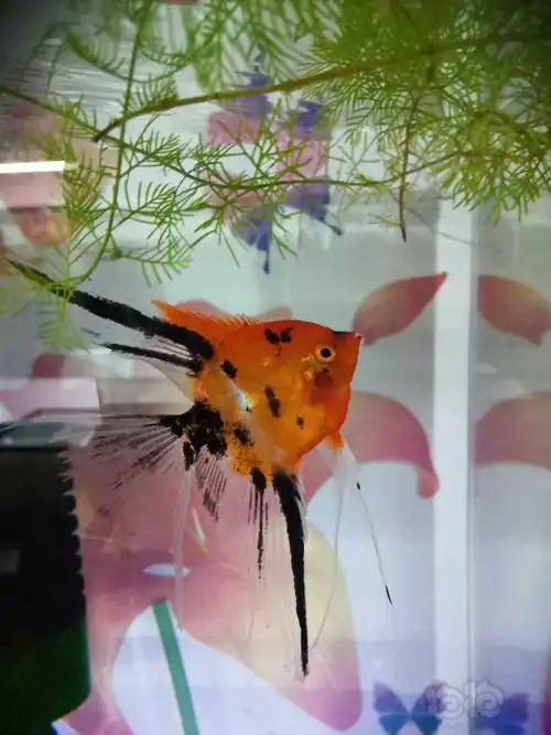 其它台湾大红袍燕鱼