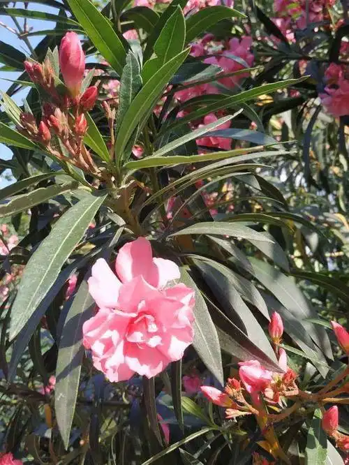 夹竹桃虽然有毒,但是开花美极了,养护时千万离远点!