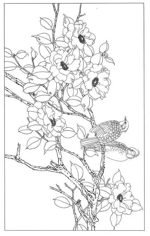 工笔画茶花白描线稿素材高清图