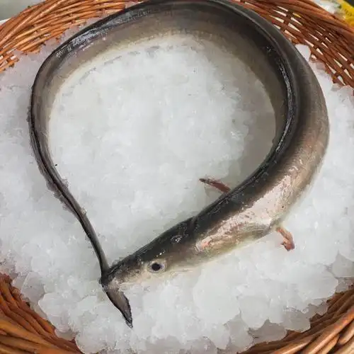 深海鳗鱼新鲜海鲜海鳗鱼新鲜鱼海鳝鱼1500g净重3斤新鲜海捕2条江浙沪