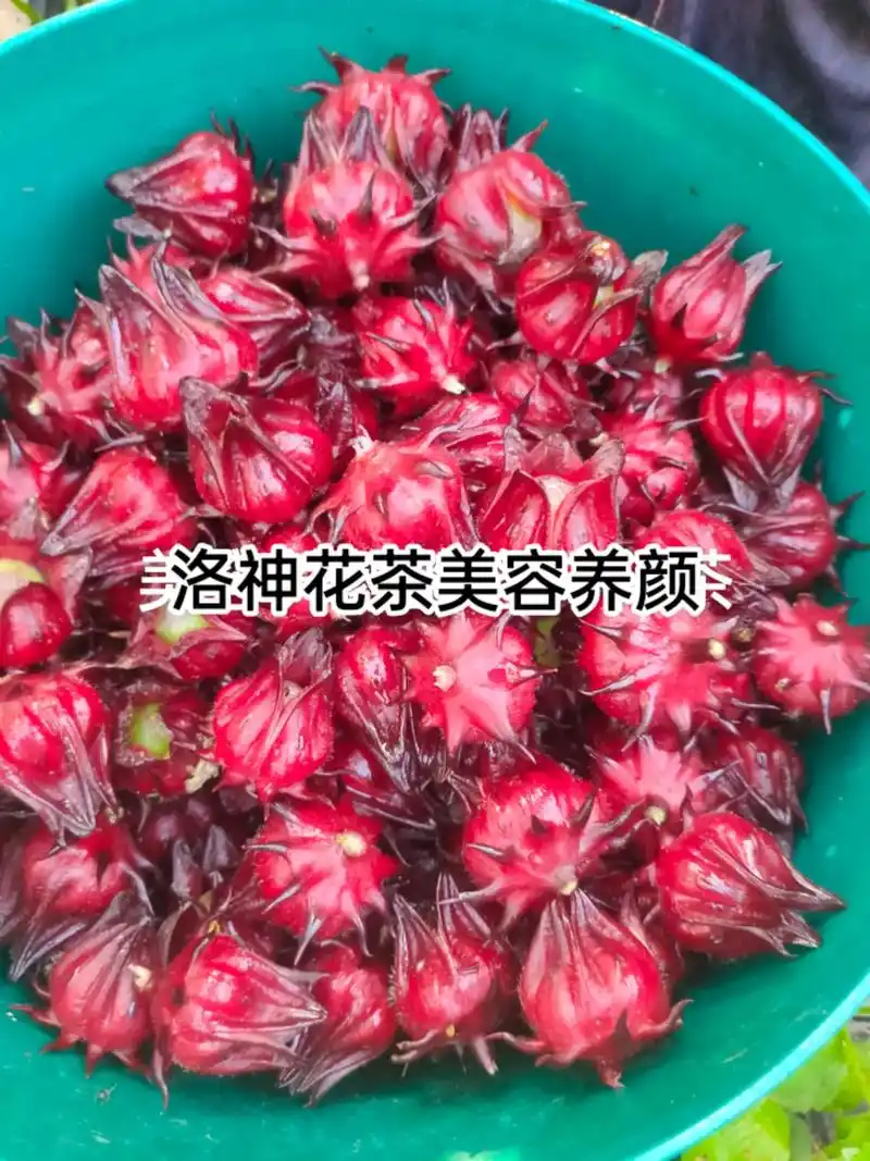 洛神花茶的功效与作用 健胃消食,降血压,淡斑美容 洛神花茶是由洛神花