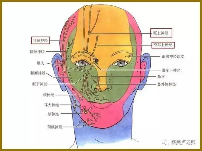 颜面微整形要注意的神经支