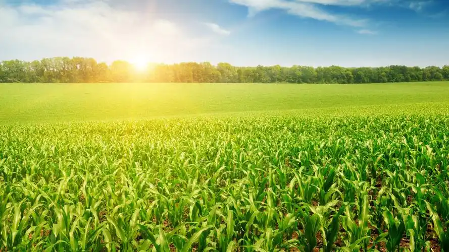 清新阳光田野大草原壁纸_一缕阳光照耀大地