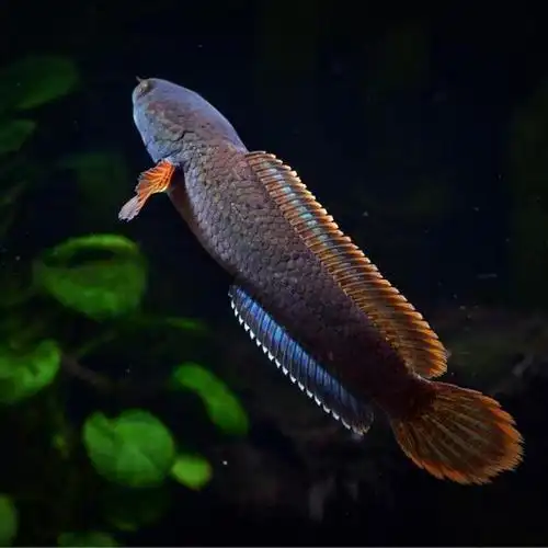 雷龙鱼主食饲料该怎么选择