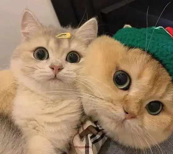 动物蠢萌情头合集